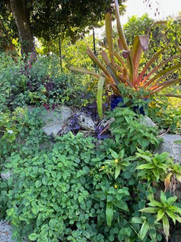 Jardin Des Anges-Bungalows Creoles Et Studio Le Moule Exterior photo